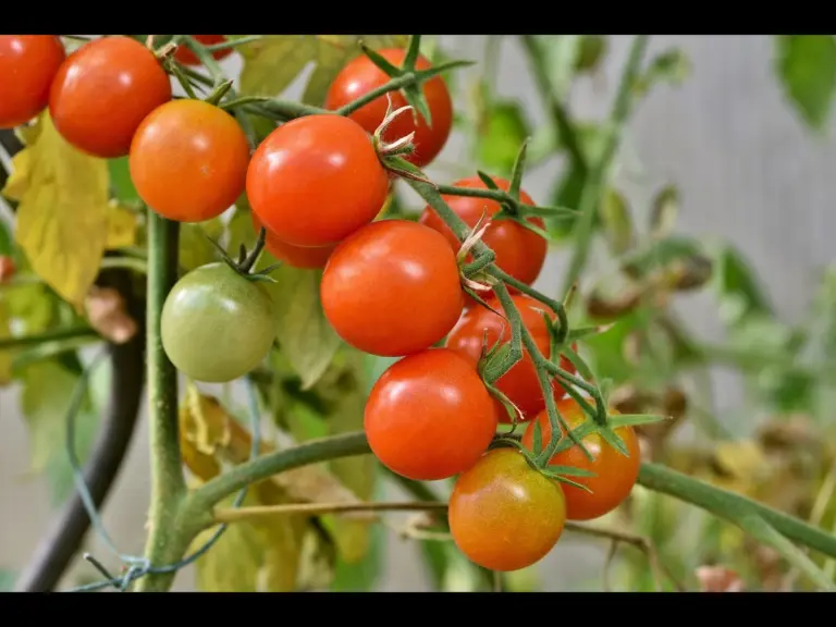 Tomatoes on the Vine