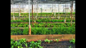 Sideview Greenhouse