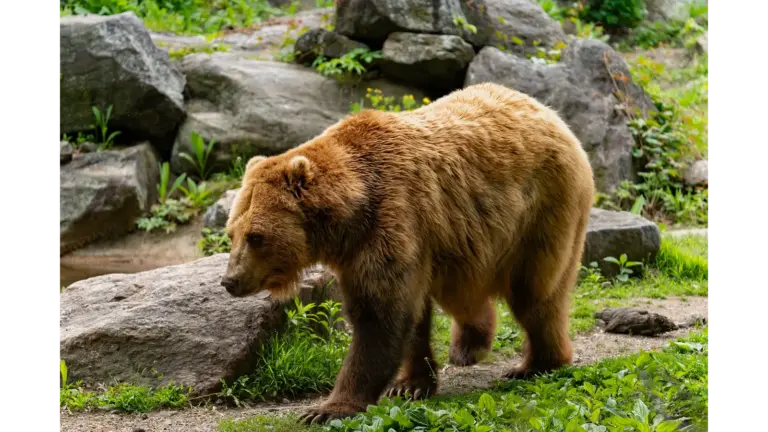 A powerful brown bear walks through a rocky natural habitat surrounded by greenery, a perfect reminder of why wildlife safety matters.
