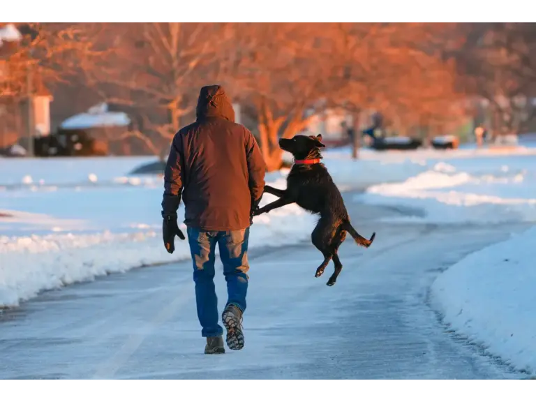 A person and their dog enjoy a playful walk on a snowy path during winter, capturing the warm, intuitive bond often seen in smart dogs.