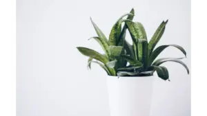 Close‑up of a lush snake plant in a white pot against a neutral background, perfect for indoor plants decor inspiration