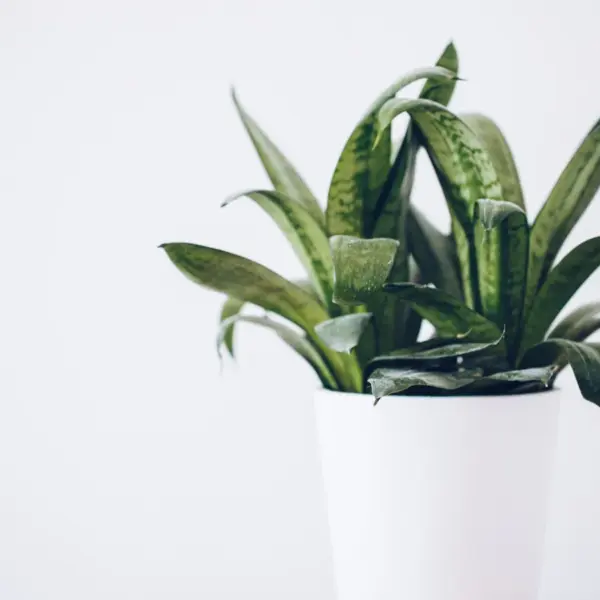 Close‑up of a lush snake plant in a white pot against a neutral background, perfect for indoor plants decor inspiration