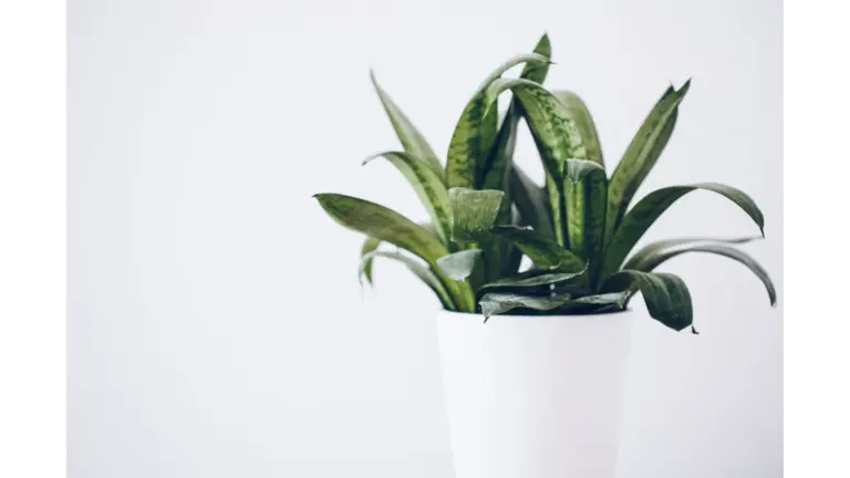 Close‑up of a lush snake plant in a white pot against a neutral background, perfect for indoor plants decor inspiration