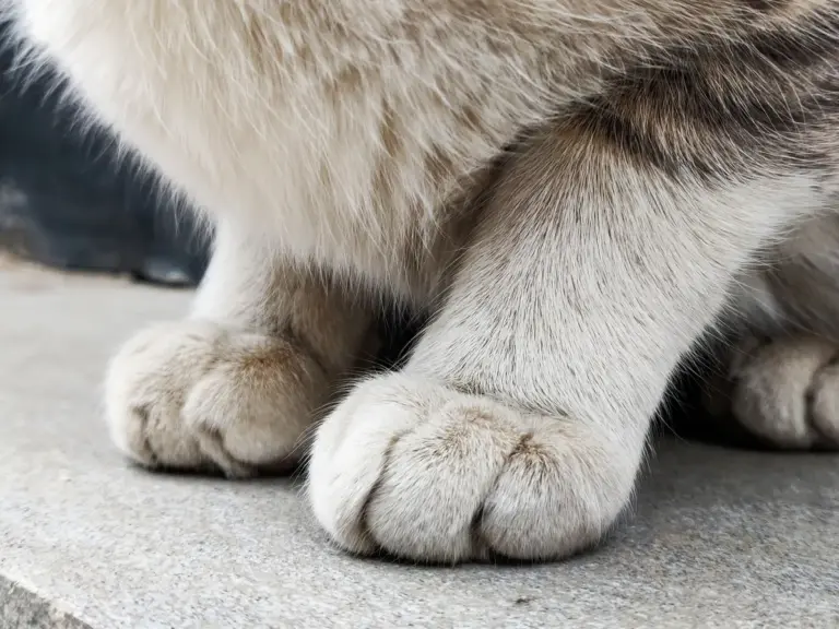 Detailed close‑up of a domestic cat's pet paws with soft fur texture, resting gently on a concrete surface for a calm, cozy moment.