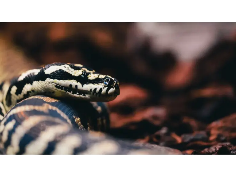 Detailed view of a carpet python showing intricate scales and natural surroundings, highlighting the importance of wildlife safety when you’re out exploring.