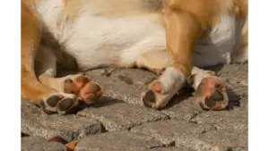 A close‑up image of a sleeping dog's pet paws resting on cobblestones outdoors in daylight, capturing a peaceful moment in the summer heat.
