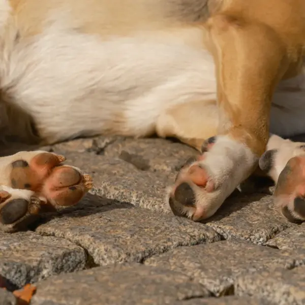 A close‑up image of a sleeping dog's pet paws resting on cobblestones outdoors in daylight, capturing a peaceful moment in the summer heat.
