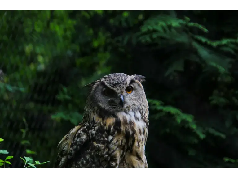 Close‑up of a Eurasian Eagle‑Owl perched in a daytime forest, highlighting its sharp eyes and the wild beauty of backyard animals.