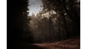 A mysterious wooded path enveloped in twilight, touched by the quiet tension of Bigfoot sightings lingering between the trees.