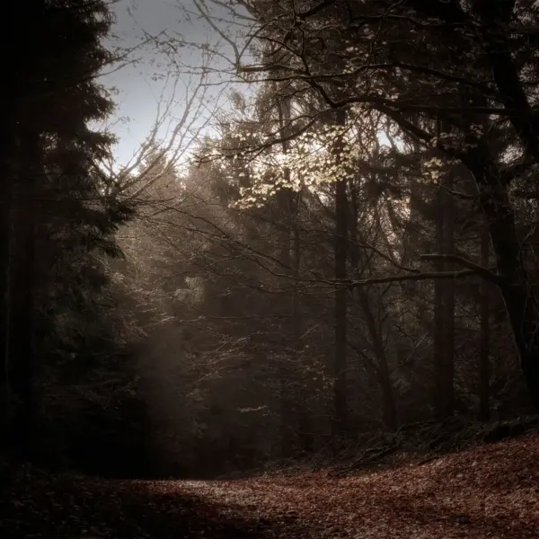 A mysterious wooded path enveloped in twilight, touched by the quiet tension of Bigfoot sightings lingering between the trees.