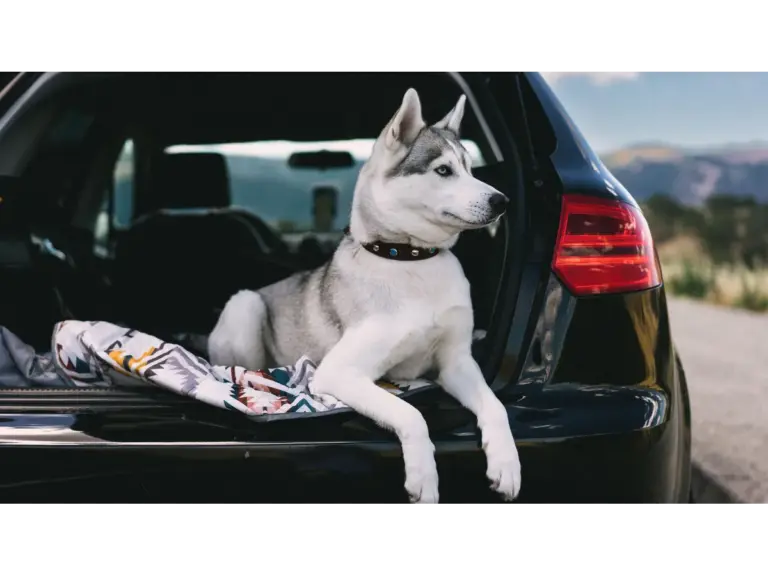 A Siberian Husky dog relaxing in the trunk of a car parked by a scenic road, fully embracing the breeze and looking like the ultimate pet travel icon ready for the next adventure.