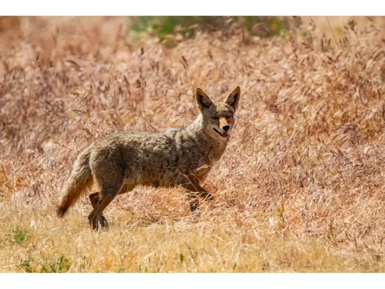 A coyote stands alert in the golden grasslands of Bakersfield, California, a sharp reminder of why wildlife safety matters out here.