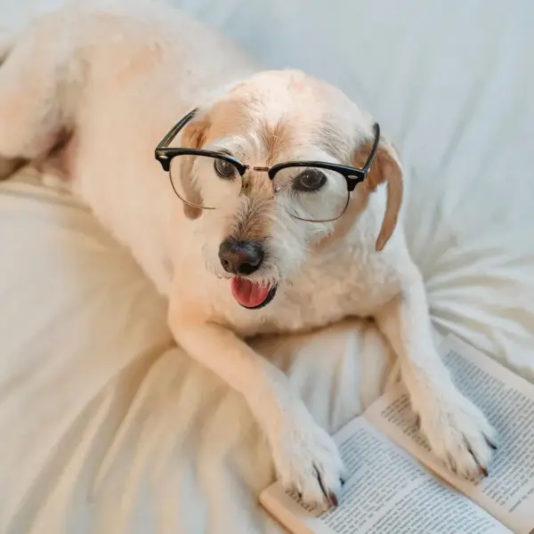 Cute dog wearing glasses while lying on a bed and reading a book, showcasing a cozy and intelligent vibe that perfectly captures the charm of smart dogs.