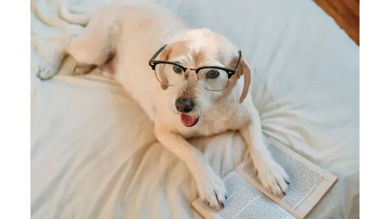 Cute dog wearing glasses while lying on a bed and reading a book, showcasing a cozy and intelligent vibe that perfectly captures the charm of smart dogs.