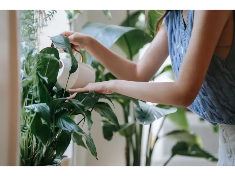 A person nurturing indoor plants with a watering can, promoting relaxation and care.