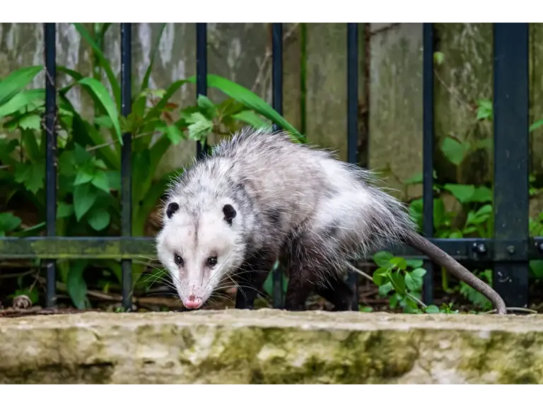 Wild Virginia opossum standing in lush greenery, its curious expression highlighting the gentle, overlooked charm of backyard animals