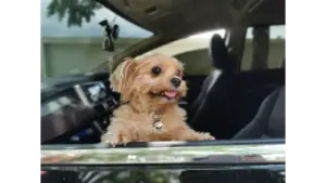 Yorkshire Terrier dog happily looking out a car window in Tambon Nong Khrok, soaking in the breeze like a tiny pet travel pro ready for adventure.