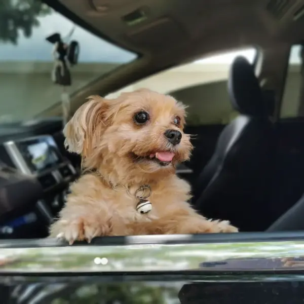 Yorkshire Terrier dog happily looking out a car window in Tambon Nong Khrok, soaking in the breeze like a tiny pet travel pro ready for adventure.