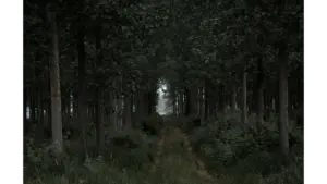 Dense forest with a pathway leading through lush green trees in the quiet presence of the forest whistler.