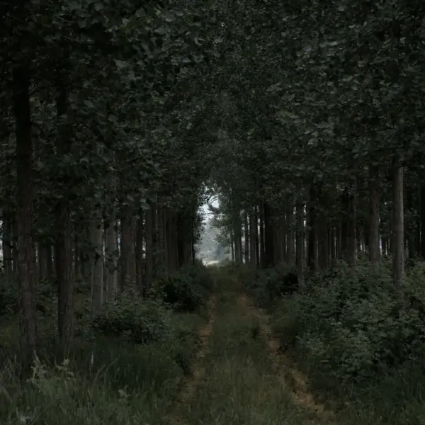 Dense forest with a pathway leading through lush green trees in the quiet presence of the forest whistler.