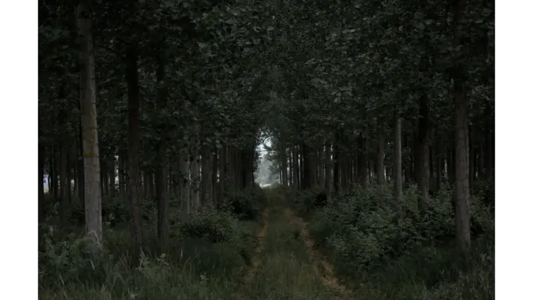 Dense forest with a pathway leading through lush green trees in the quiet presence of the forest whistler.