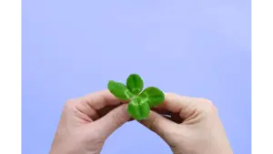 Close‑up of hands holding a four‑leaf clover against a lilac background, symbolizing luck and highlighting everyday superstitions we still follow.