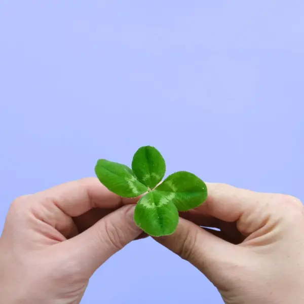 Close‑up of hands holding a four‑leaf clover against a lilac background, symbolizing luck and highlighting everyday superstitions we still follow.