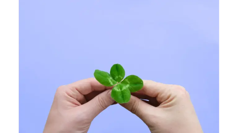 Close‑up of hands holding a four‑leaf clover against a lilac background, symbolizing luck and highlighting everyday superstitions we still follow.