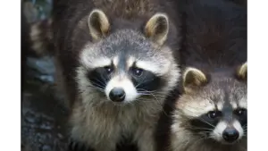 A detailed close‑up of two raccoons staring intently, their black masks clearly visible, capturing the secretive charm of backyard animals.