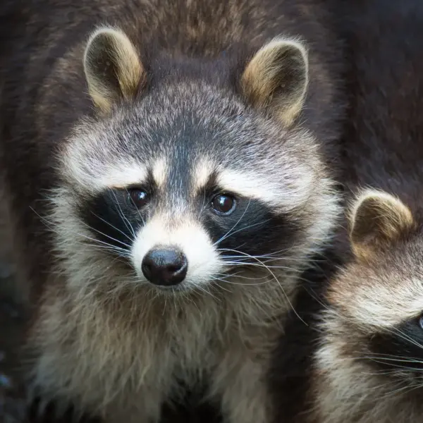 A detailed close‑up of two raccoons staring intently, their black masks clearly visible, capturing the secretive charm of backyard animals.