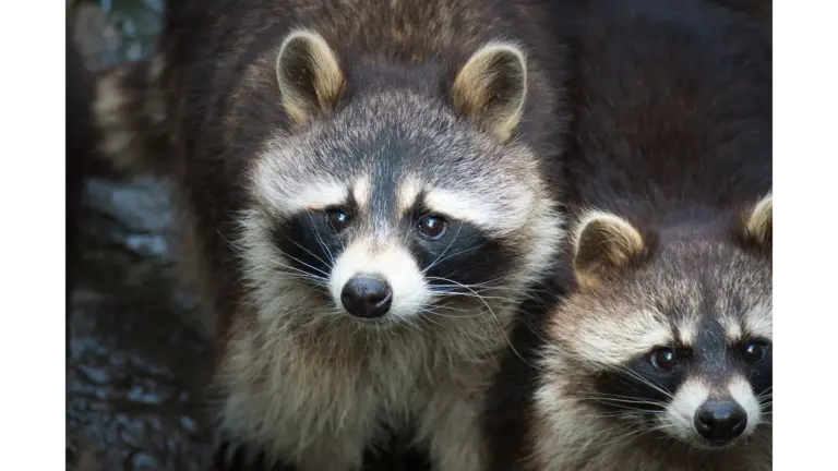 A detailed close‑up of two raccoons staring intently, their black masks clearly visible, capturing the secretive charm of backyard animals.