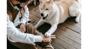 Young man and Akita dog enjoying playful and friendly bonding indoors, capturing the loyal energy hero pets are known for.