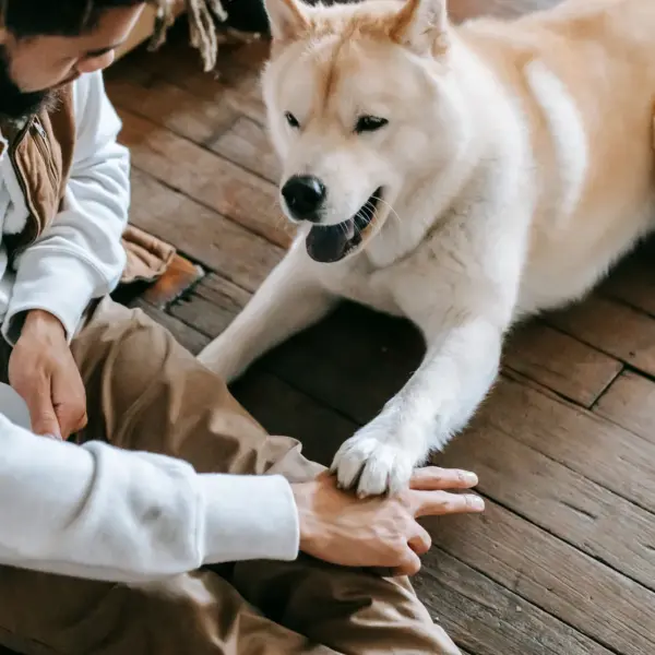 Young man and Akita dog enjoying playful and friendly bonding indoors, capturing the loyal energy hero pets are known for.