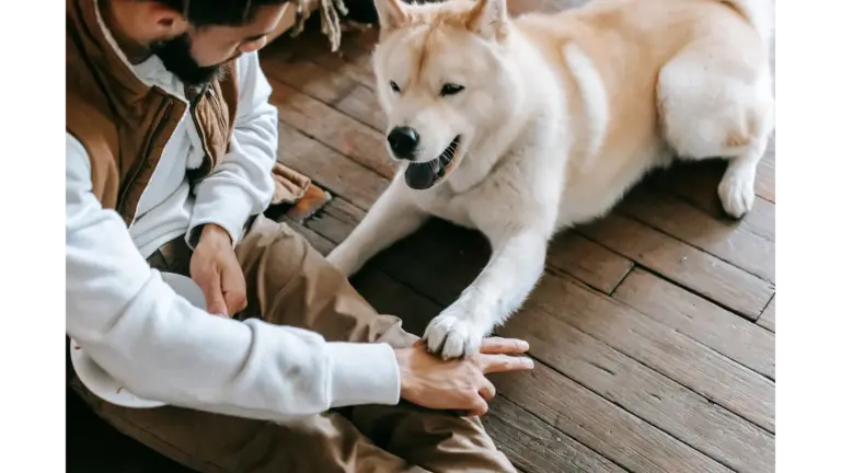 Young man and Akita dog enjoying playful and friendly bonding indoors, capturing the loyal energy hero pets are known for.