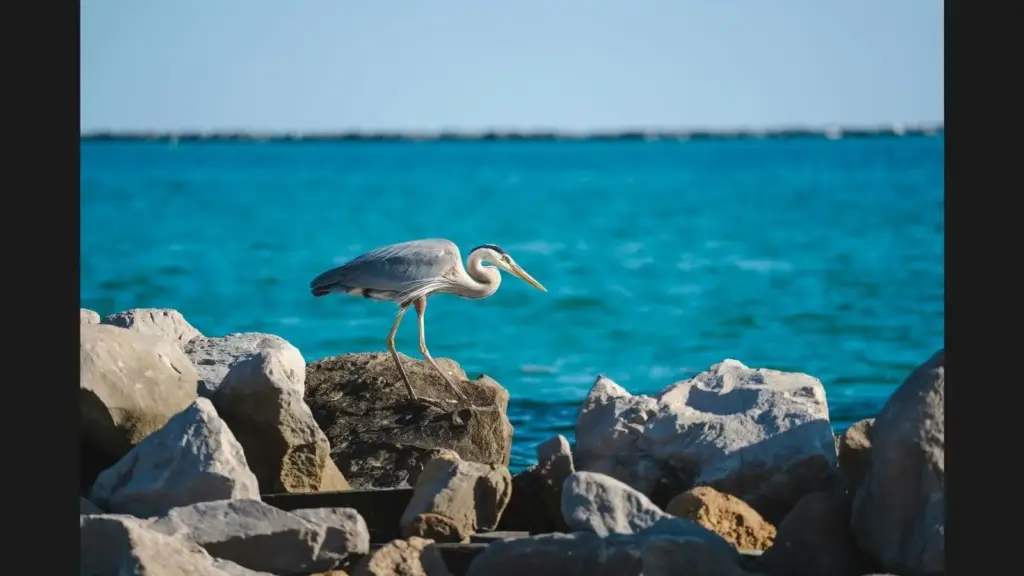A heron standing on rocks by a turquoise sea, Norriego Point, Destin, FL, USA