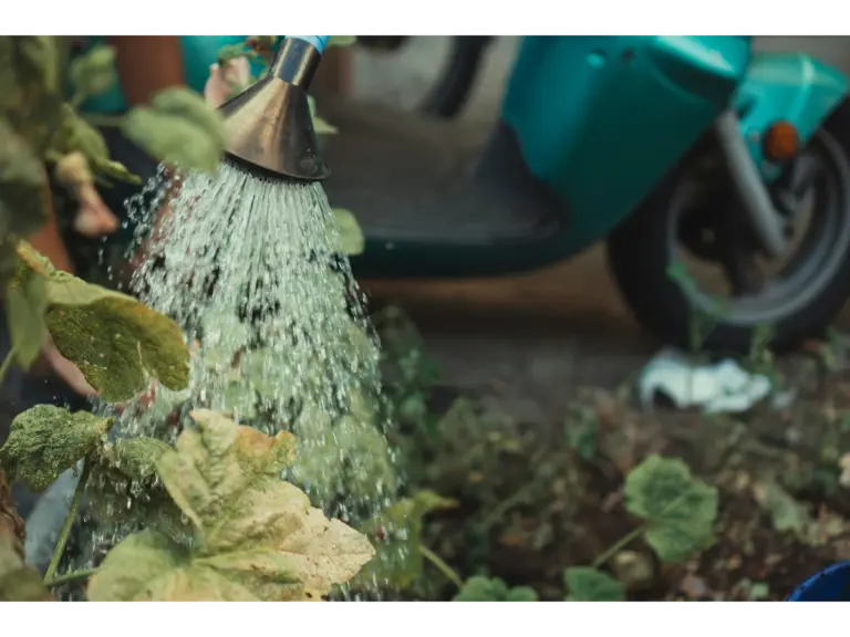 A metal watering can sprinkling leafy garden plants to minimize the heatwave