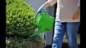 A person watering a bush with a green watering can while wearing blue gloves. Heat wave, summer gardening