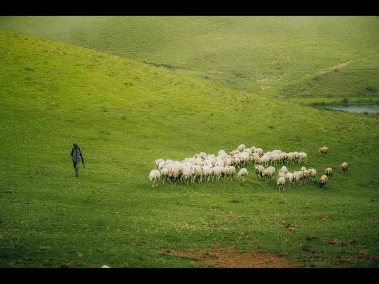 In Wednesday's daily devotional, a shepherd leads his flock of sheep, providing guidance and protection.