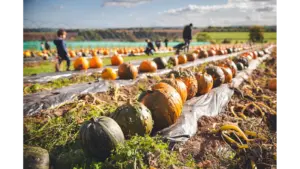 Colorful pumpkins in an autumn field with people selecting and harvesting, capturing the simple joy of autumn adventures.