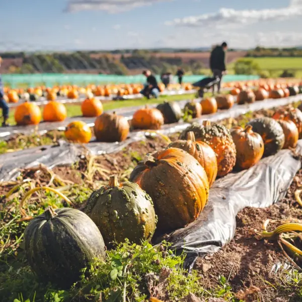 Colorful pumpkins in an autumn field with people selecting and harvesting, capturing the simple joy of autumn adventures.