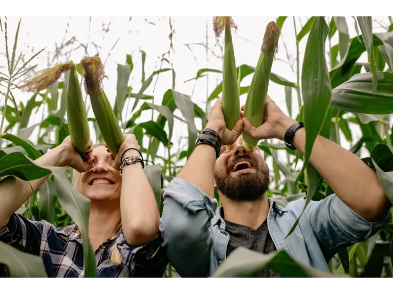 A joyful couple playing in a cornfield, using ears of corn as pretend binoculars, fully leaning into the lighthearted fun of autumn adventures.
