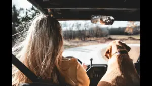 A woman driving with a dog sitting beside her, viewed from behind. Road trip, vacation, Labor Day weekend, travel on a budget