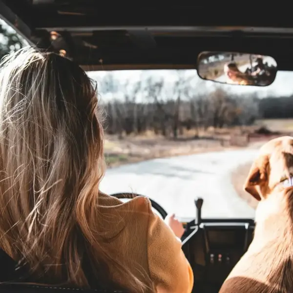 A woman driving with a dog sitting beside her, viewed from behind. Road trip, vacation, Labor Day weekend, travel on a budget