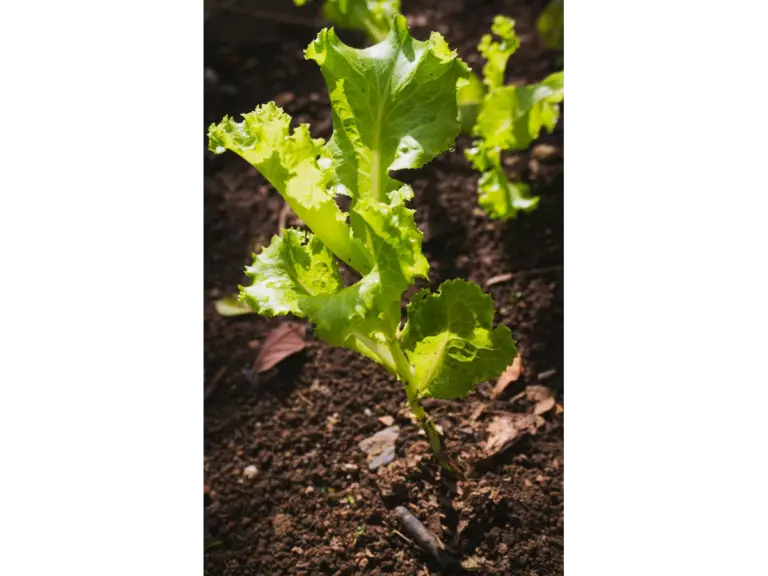 Young green lettuce plant growing in dark garden soil, with crisp, ruffled leaves glowing in sunlight.