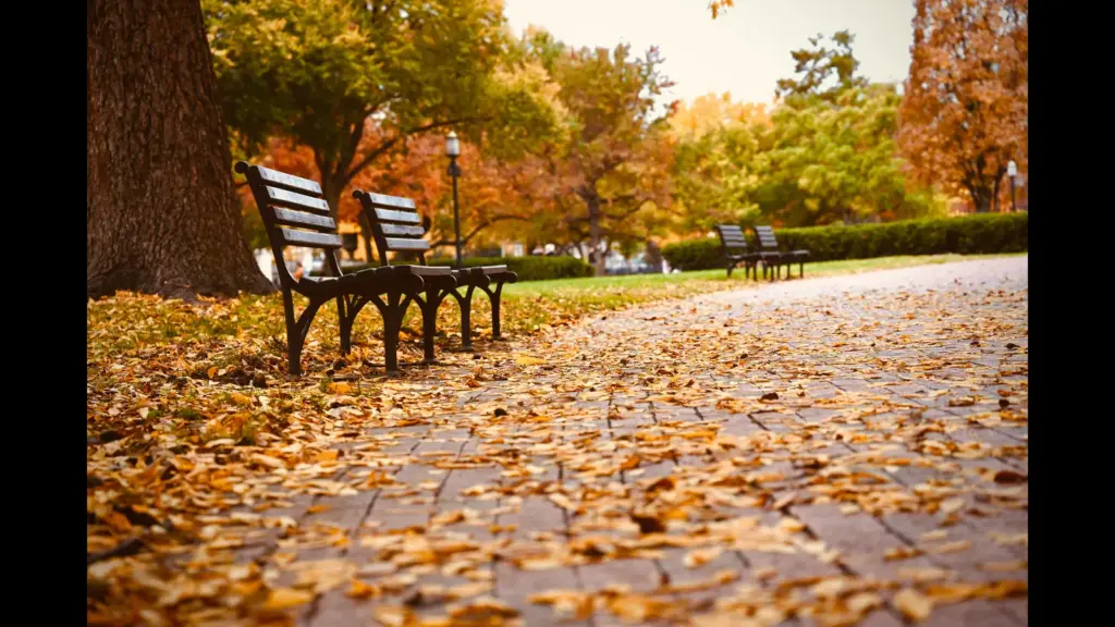 A peaceful September park scene featuring benches surrounded by colorful autumn leaves on the ground.