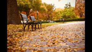 A peaceful September park scene featuring benches surrounded by colorful autumn leaves on the ground.