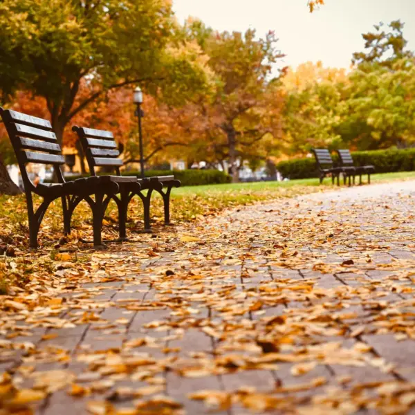 A peaceful September park scene featuring benches surrounded by colorful autumn leaves on the ground.