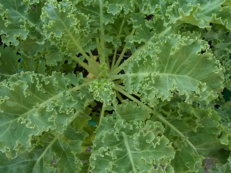 A vibrant green kale plant with ruffled leaves