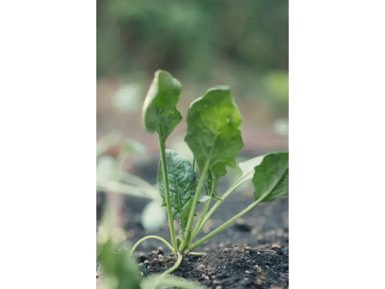 Young green spinach plant with broad, textured leaves sprouting from dark garden soil.