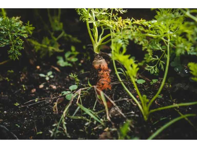 Photo of a carrot stand in soil courtesy of Jonathan Kemper via Unsplash